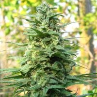 Kc  Brains  Cannabis  Seeds  Leda  Uno