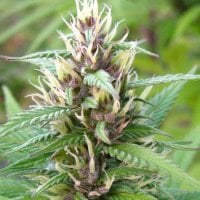 Kc  Brains  Cannabis  Seeds  Mind  Bender