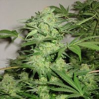 Kc  Brains  Cannabis  Seeds  Northern  Light  Special