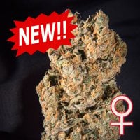 Kc  Brains  Cannabis  Seeds  Space  Mango  Auto