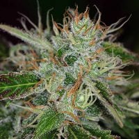 Kc  Brains  Cannabis  Seeds  Sweet  Dreams