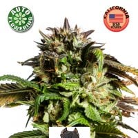 Kera  Cannabis  Seeds  American  Stafford  Auto