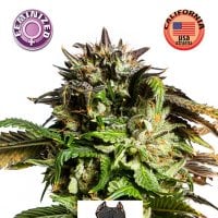 Kera  Cannabis  Seeds  American  Stafford
