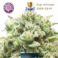Kera  Cannabis  Seeds  Amnesia  Mac  Ganja