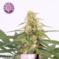 Kera  Cannabis  Seeds  Bubblegum
