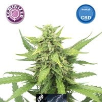 Kera  Cannabis  Seeds  Cbd  Black  Beauty