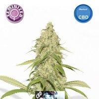 Kera  Cannabis  Seeds  Cbd  Black  Diamond