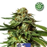 Kera  Cannabis  Seeds  Cheese  Auto