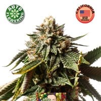 Kera  Cannabis  Seeds  Cherry  Grapefruit  Auto