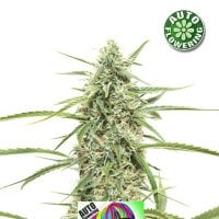 Kera  Cannabis  Seeds  Crazy  Bud  Auto