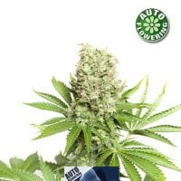 Kera  Cannabis  Seeds  Critical  Auto