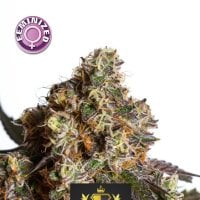 Kera  Cannabis  Seeds  Empire  Of  The  Sun