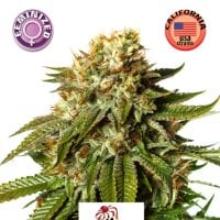 Kera  Cannabis  Seeds  Gelato