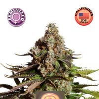 Kera  Cannabis  Seeds  Girl  Scout  Cookies