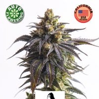 Kera  Cannabis  Seeds  Gorilla  Glue  Auto