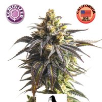 Kera  Cannabis  Seeds  Gorilla  Glue