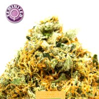 Kera  Cannabis  Seeds  Greengo  Bio  Haze