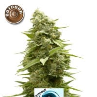 Kera  Cannabis  Seeds  Hurricane  Outdoor