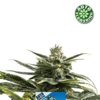 Kera  Cannabis  Seeds  Keramatic  Auto