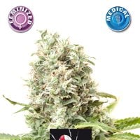 Kera  Cannabis  Seeds  Medical  White  Widow
