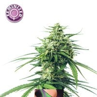 Kera  Cannabis  Seeds  Northern  Light