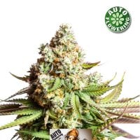 Kera  Cannabis  Seeds  Og  Kush  Auto
