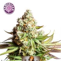Kera  Cannabis  Seeds  Og  Kush