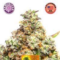 Kera  Cannabis  Seeds  Pineapple  Sativa
