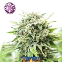 Kera  Cannabis  Seeds  Royal  Amnesia  Gold
