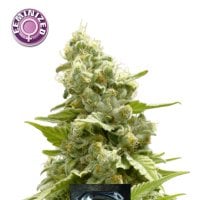 Kera  Cannabis  Seeds  Super  Silver  Haze