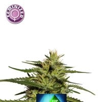 Kera  Cannabis  Seeds  Top 44