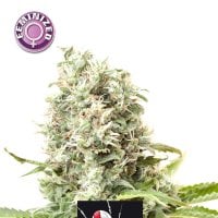 Kera  Cannabis  Seeds  White  Widow