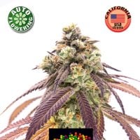 Kera  Cannabis  Seeds  Zkittels  Auto