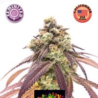 Kera  Cannabis  Seeds  Zkittels