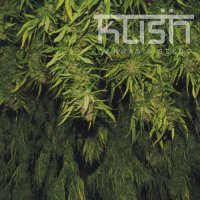 Kush Cannabis Seeds Afghani Kush