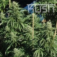 Kush  Cannabis  Seeds  Diesel  Kush