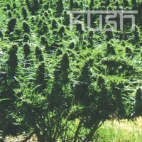 Kush  Cannabis  Seeds  Sweet  Kush
