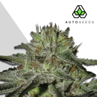 Kushdoctor