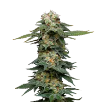 Mavericks  Genetics  Cannabis  Seeds  Black  Magic  Auto
