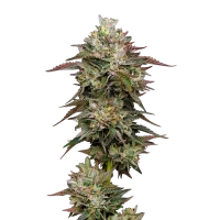Mavericks  Genetics  Cannabis  Seeds  Kiwi  X  Cookie  Dog  Auto