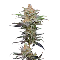 Mavericks  Genetics  Cannabis  Seeds  Lime  Spritzer  Auto