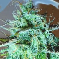 Medicann  Cannabis  Seeds  Black  Afghani  Kush