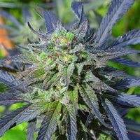 Medicann  Cannabis  Seeds  Blue  Blood  Cbd