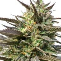 Medicann  Cannabis  Seeds  Blue  Blood