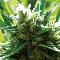 Medicann  Cannabis  Seeds  Cali  Jack