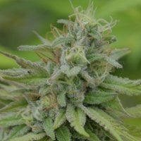 Medicann  Cannabis  Seeds  Cookie  Dream