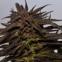 Medicann  Cannabis  Seeds  Do  Si  Dos