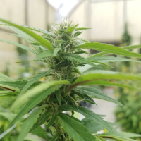 Medicann  Cannabis  Seeds  Medi  Cbg