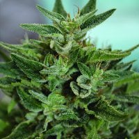Medicann  Cannabis  Seeds  Og  Kush  Cbd