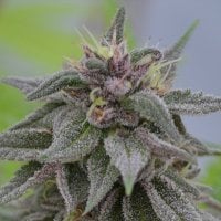 Medicann  Cannabis  Seeds  Peach  Candy